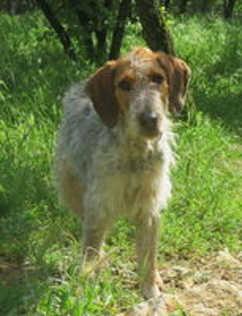   Iago est à l'adoption! 
