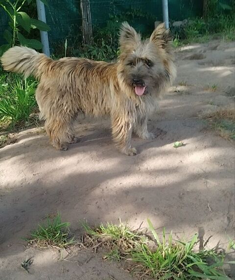 Magnifique cairn terrier  600 40090 Uchacq-et-parentis