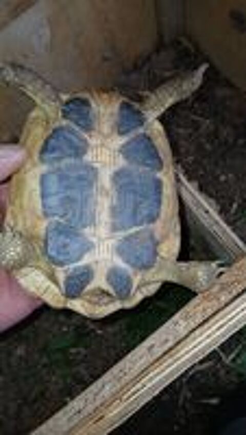   Tortue de terre 