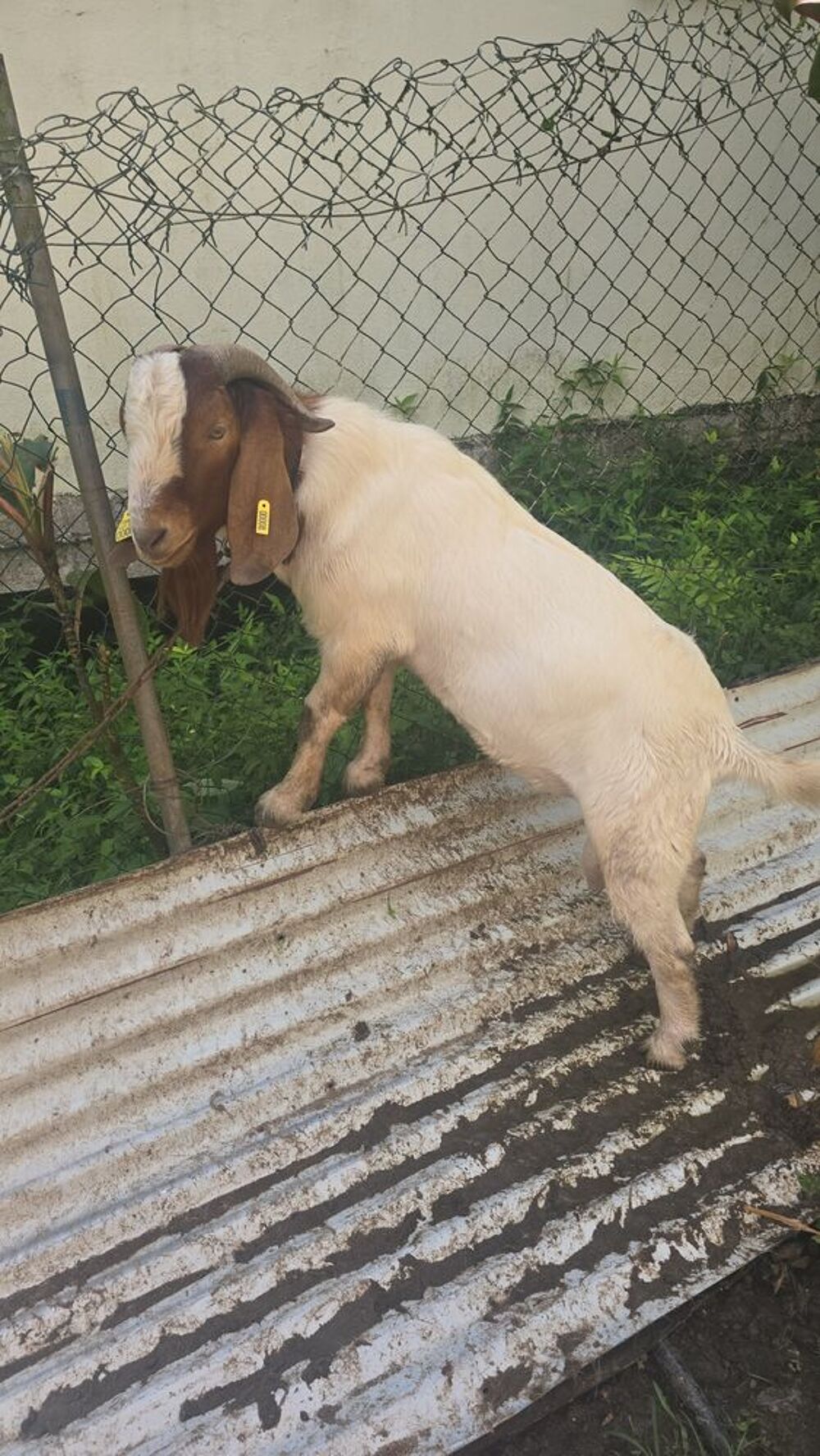   2 boer m�les de moins d'un an 