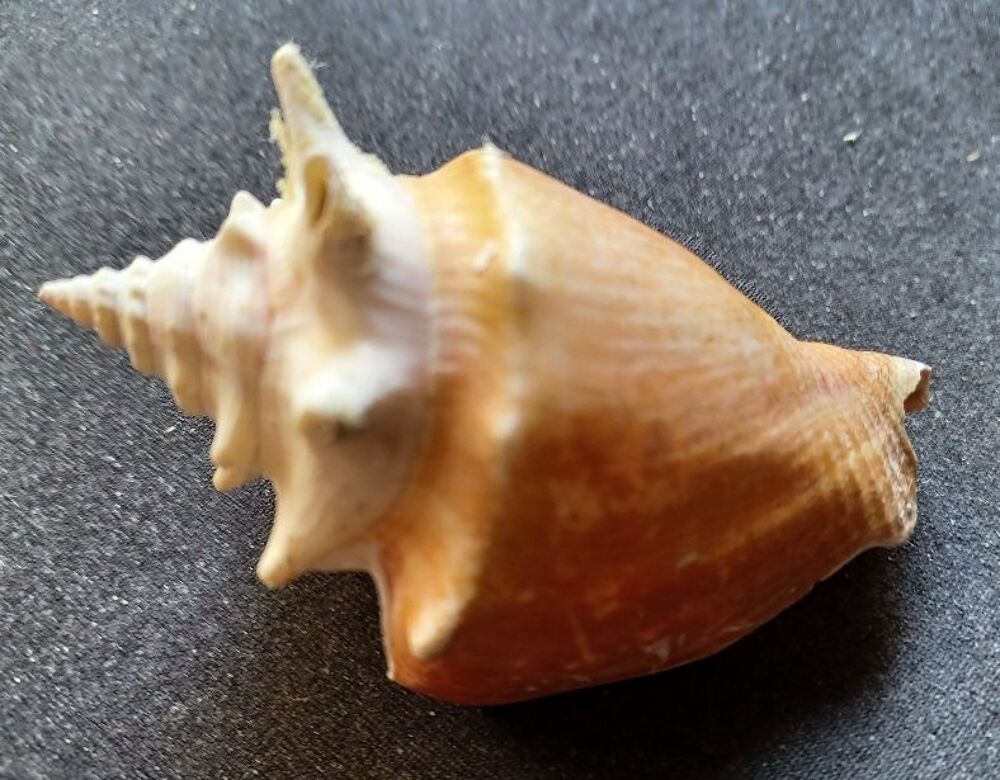 Coquillage Strombus Pugilis 