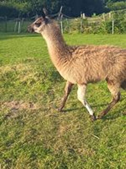   Lama mâle 7 mois  
