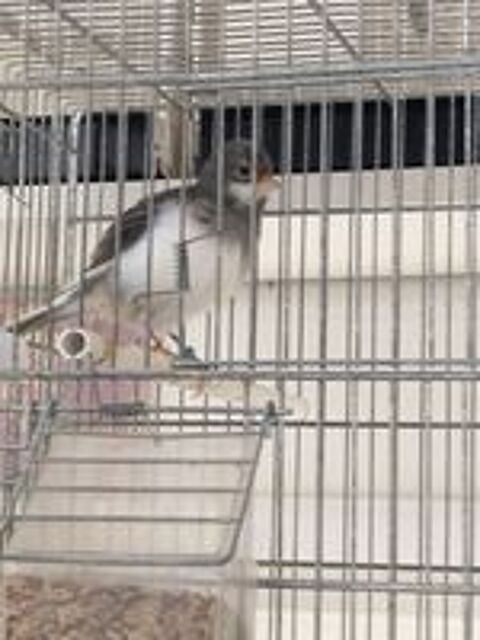   Canari plusieurs coloris disponibles  