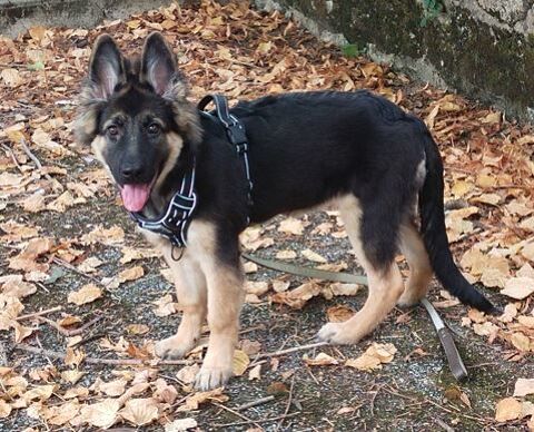 magnifique femelle de 4 mois Altdeutsche Schaferhund 850 72600 Mamers