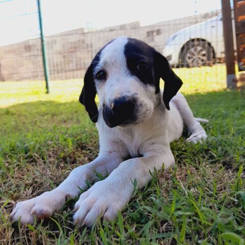 Tio, mâle X border né le 15/09/2025 300 44000 Nantes