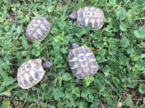 Tortues de terre 1 an
50 34160 Sussargues