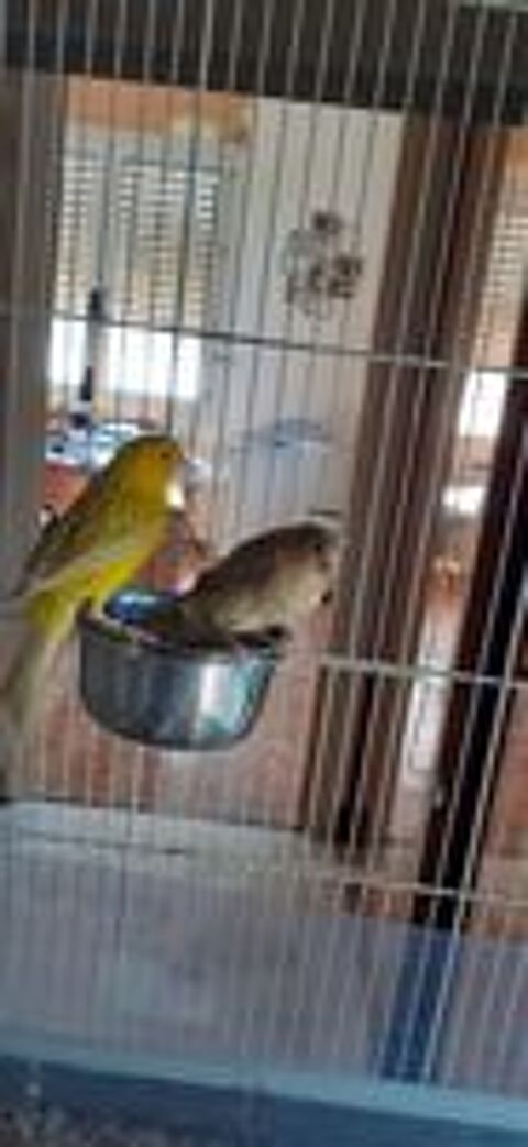   Canaris de posture 