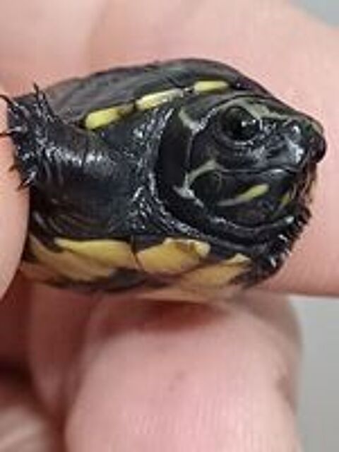   TORTUE d' EAU KINOSTERNON BAURII 