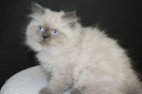   Chatons type persan colourpoint non Loof 