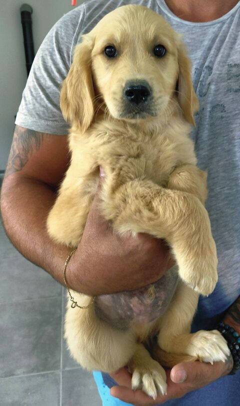 GOLDEN RETRIEVER NON LOF 1000 72250 Parigné-l'Évêque