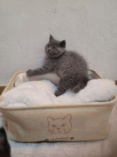   British shorthair chaton 