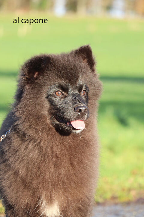 Pomsky F2a, 100 % douceur, 0 % innocence. 100% pur pomsky 600 53220 Larchamp