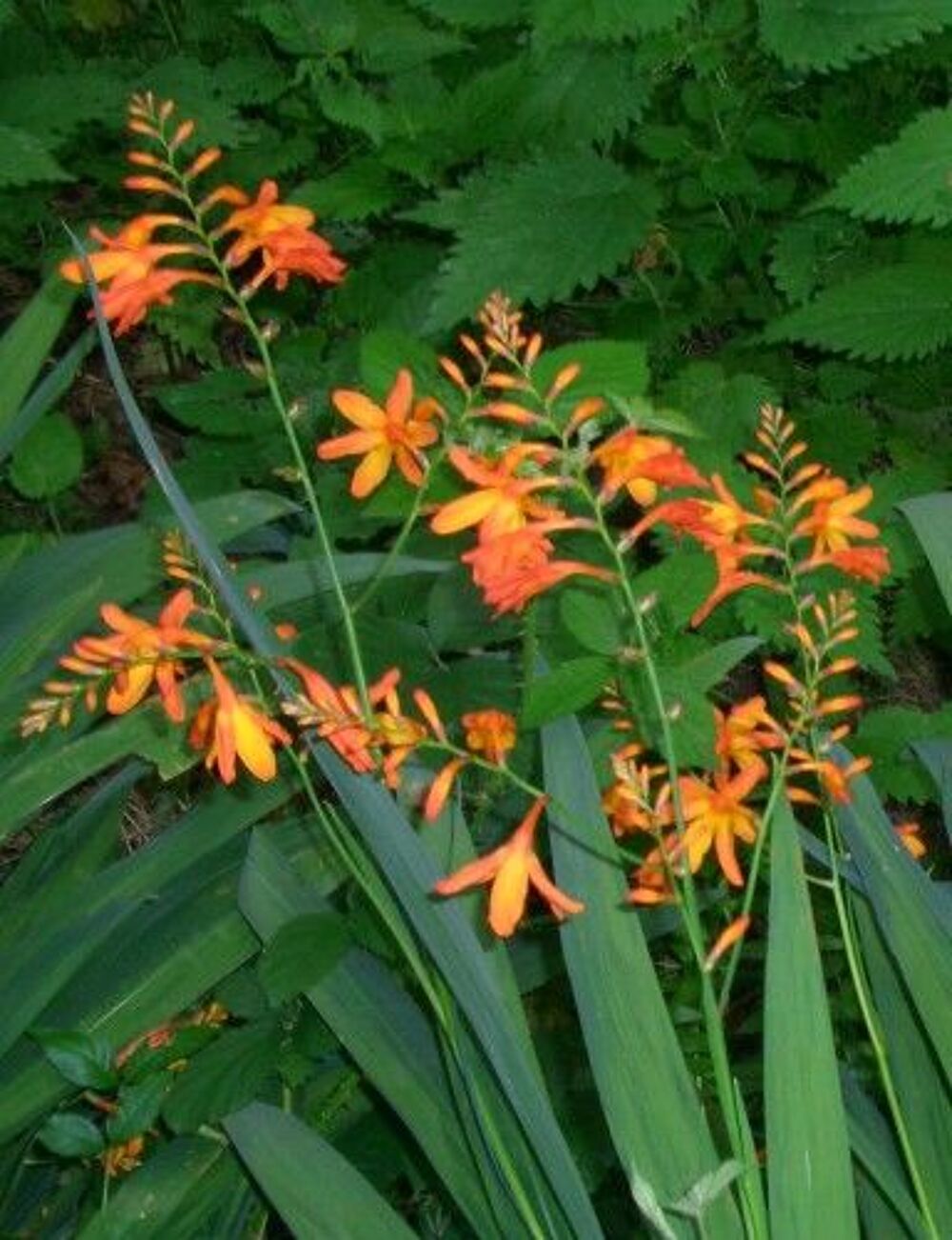 Montbretia orange
Jardin