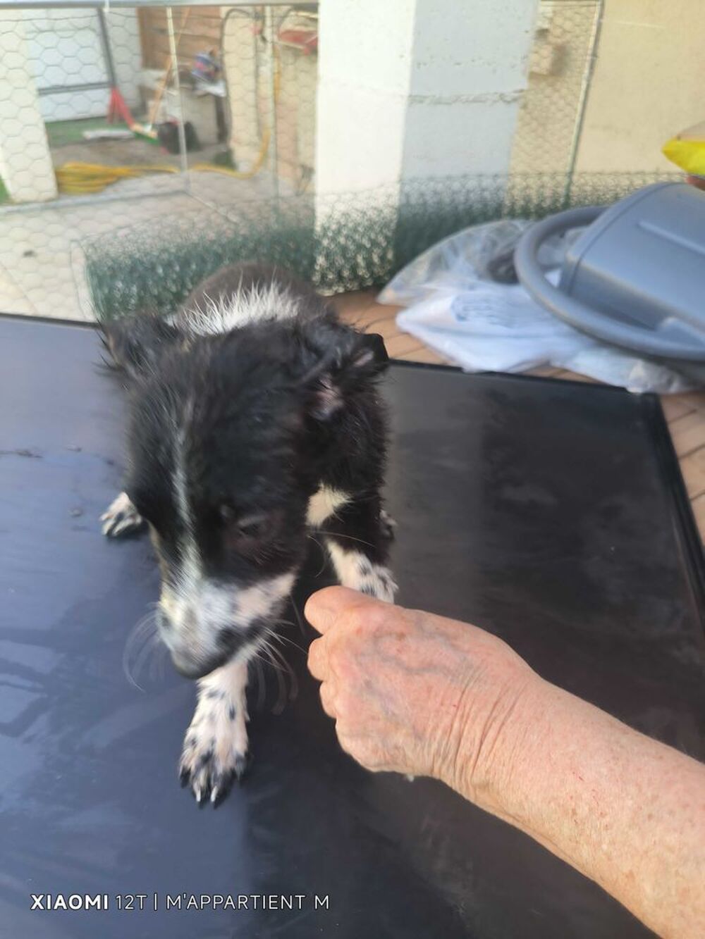 donne chiot border collie avant le 10.10.26 Jardin