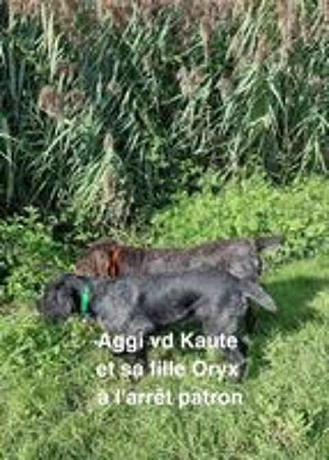    1 chiot DRAHTHAAR male marron dispo 10 juil  