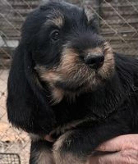   Chiots griffon nivernais LOF à réserver 