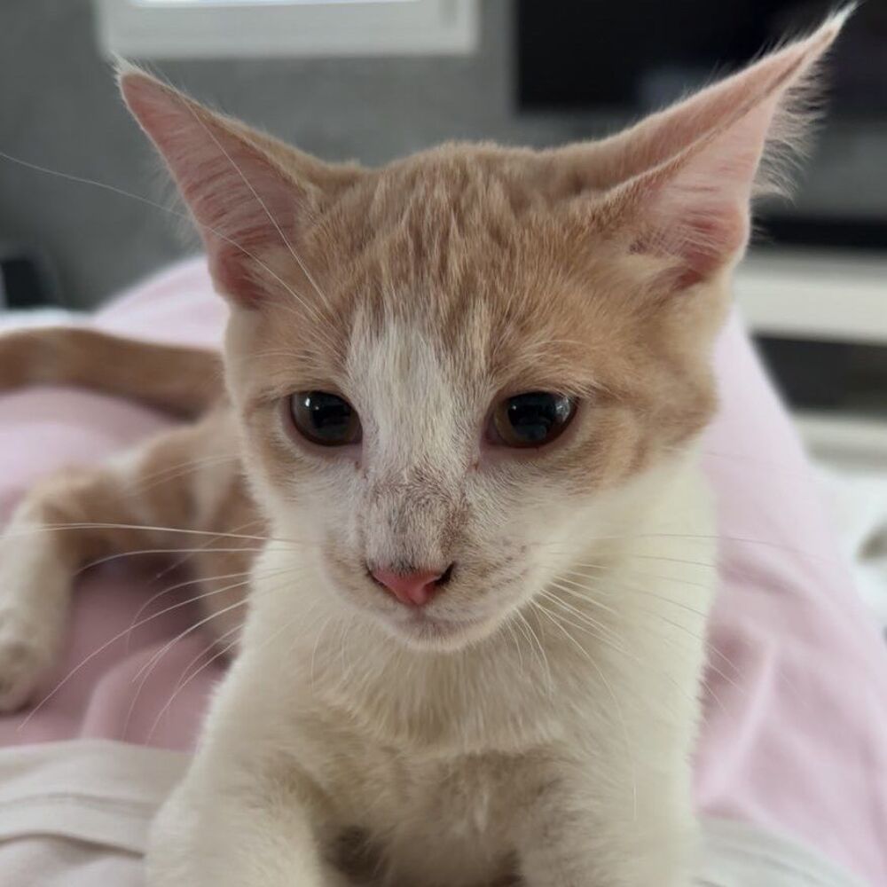   A adopter - adorable chaton roux 