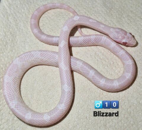 Pantherophis guttatus blizzard 50 94380 Bonneuil-sur-marne