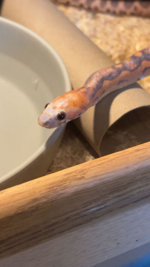 serpent des bl&eacute;s / pantherophis guttatus - scaleless 50 28150 Voves