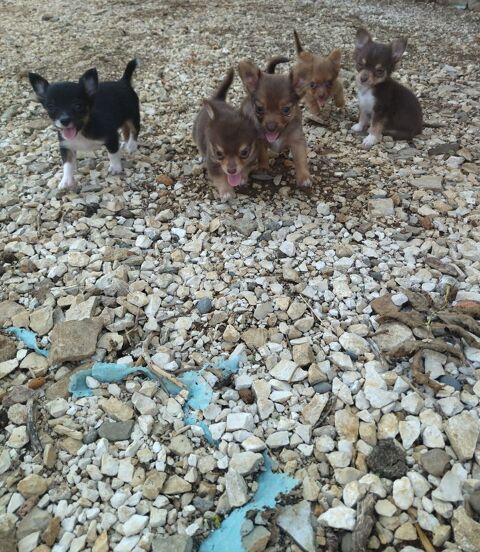 Chihuahuas m&acirc;les et femelles 750 12200 Villefranche-de-rouergue