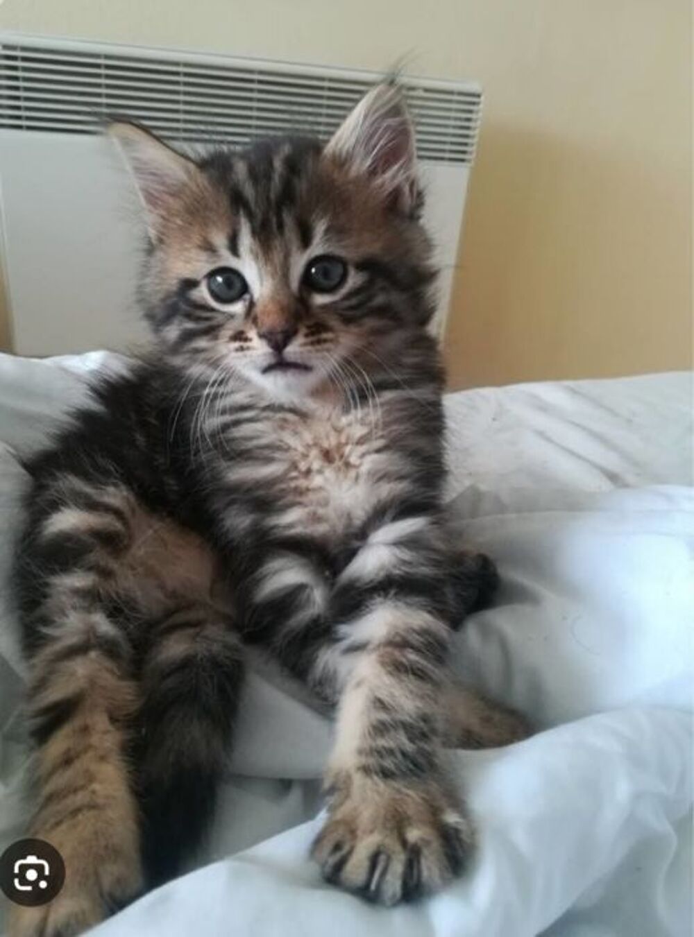   Chatons  