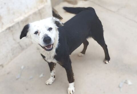 DAKOTA, une petite chienne douce et méritante 0 24140 Douville