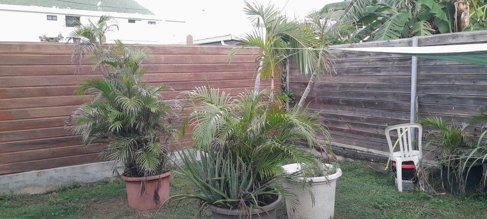 Multipliants palmier Jardin