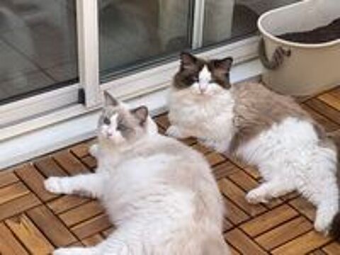   Chatton Ragdoll 