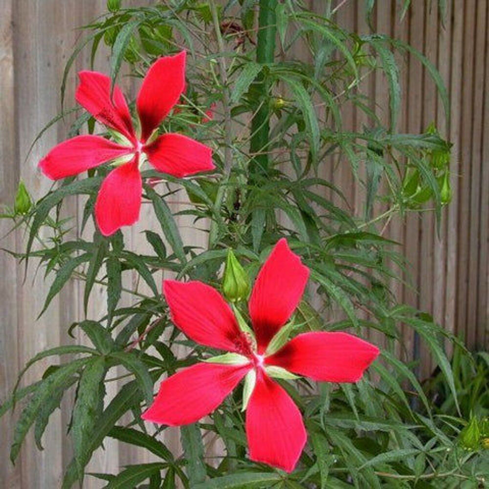 hibiscus Jardin
