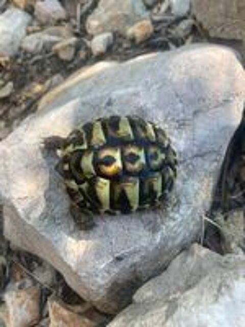   Bébés tortues terrestres  1 an 