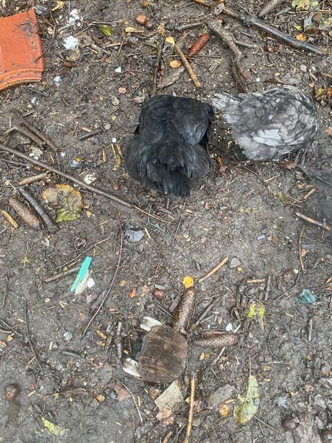 2 poulettes 0 59190 Castre