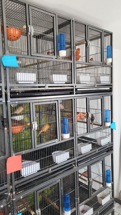 Batterie d élevage oiseaux 320 86430 Luchapt