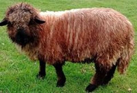   mouton
j 