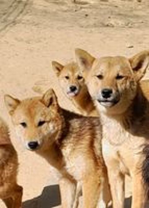   Shiba inu  