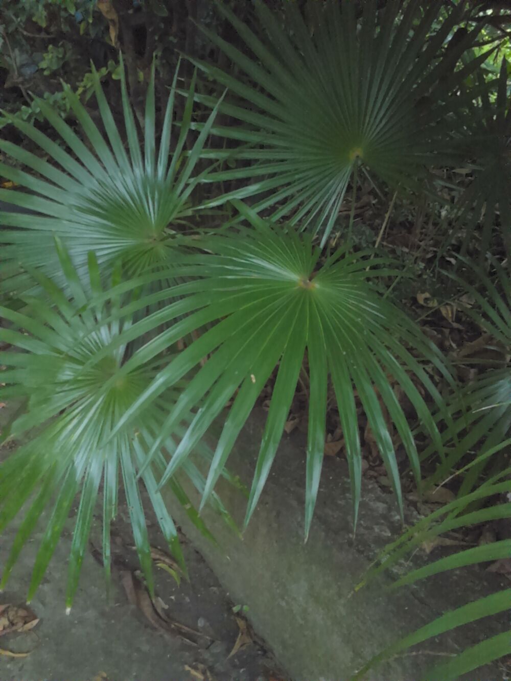 Palmiers d&eacute;coratifs Jardin