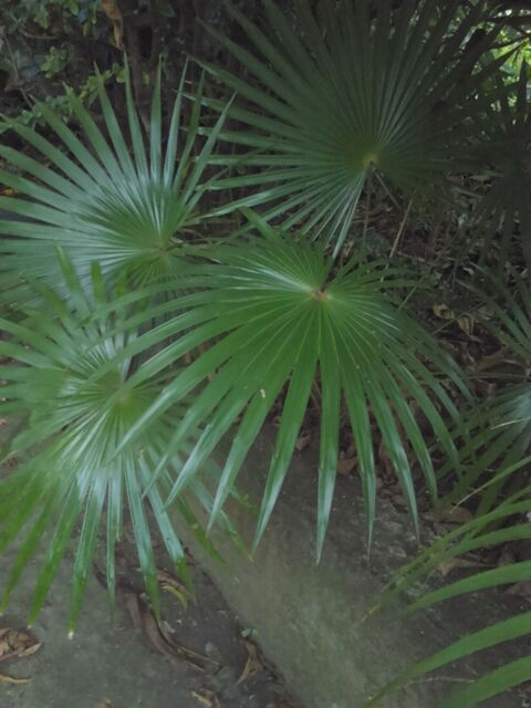 Palmiers d�coratifs 10 Ducos (97)