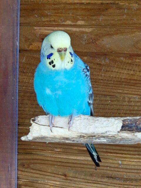 Perruches ondul&eacute;es 20 61360 Saint-jouin-de-blavou