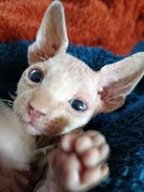   2 Magnifiques mâles Sphynxs  aux yeux bleus ! 