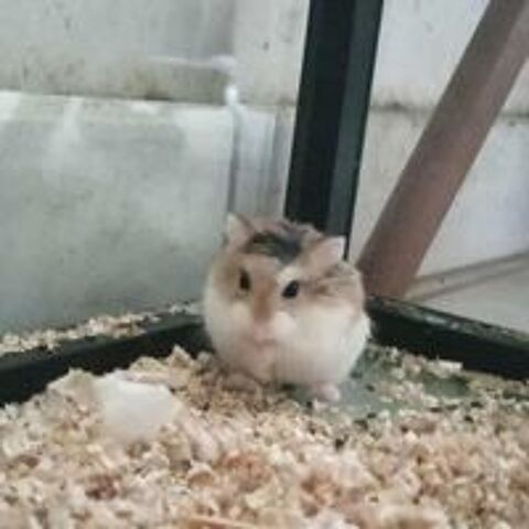  HAMSTER ARYA 