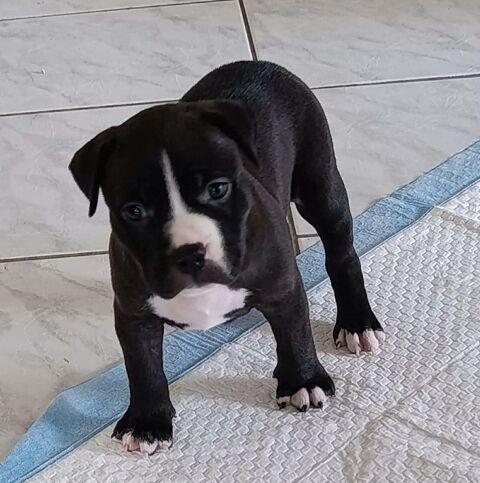 Bria, la boule de tendresse 300 77000 Livry-sur-seine