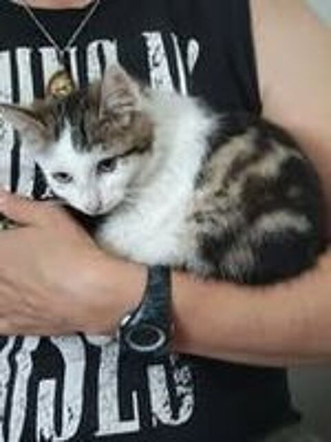   Chat SPIDER à l adoption 