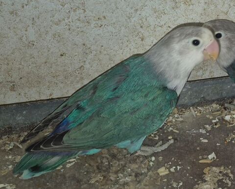 Inseparable turquoise ou bleu ou mauve femelle 45 95190 Goussainville