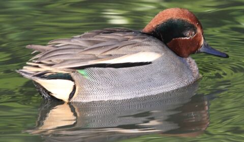 canards d'ornements carolin, mandarin, sarcelles  08090 Montcy-notre-dame