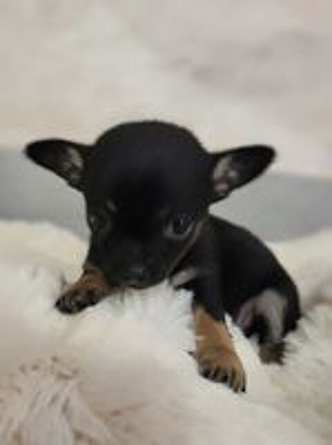   chihuahuas poils longs 