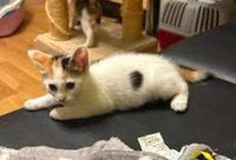   Chat PIMPRENELLE à l adoption 