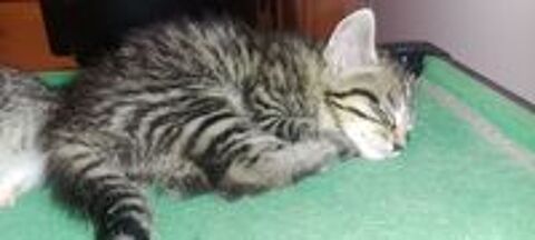   Donne chaton femelle  