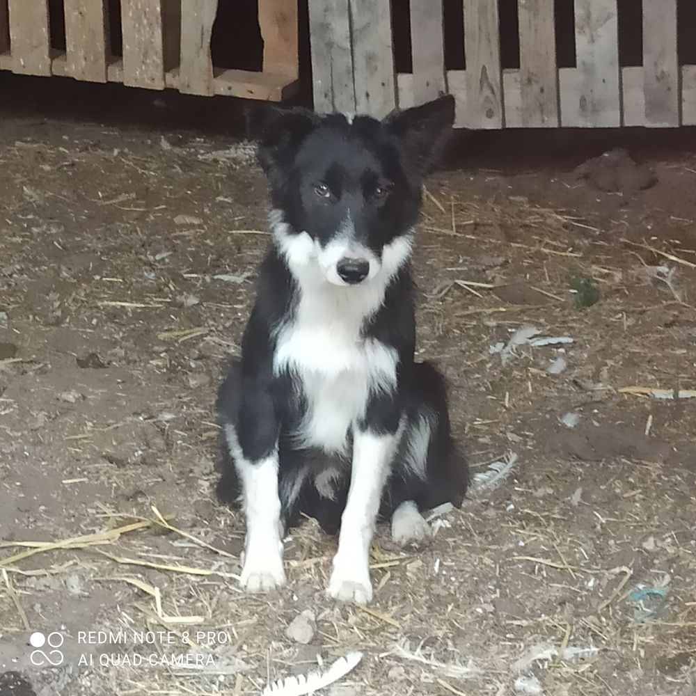   jeunes chiens 