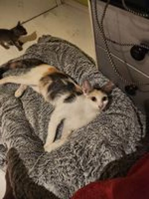   DUCHESSE 