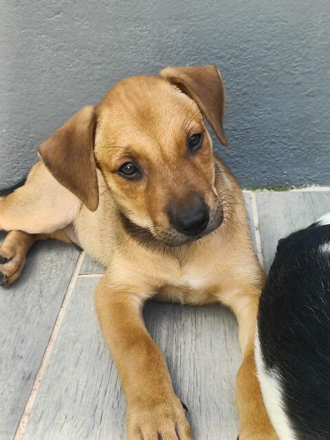 🐾Vouvray, m&acirc;le X berger n&eacute; le 15/11/2025 300 22000 Saint-brieuc