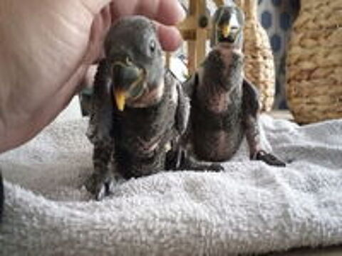   Bebe perroquet eclectus � r�server  